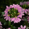 Scaevola aemula 'Touch Baby Pink' – scewola różowa